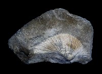 藏品(海扇蛤)的圖片